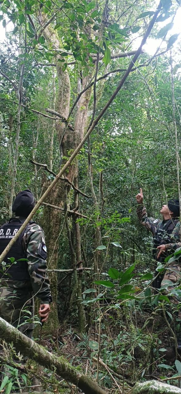 Destruyeron trampas utilizadas para la caza furtiva en un monte de Gobernador Roca 2